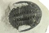 Bargain, Hollardops Trilobite Fossil - Ofaten, Morocco #287328-2